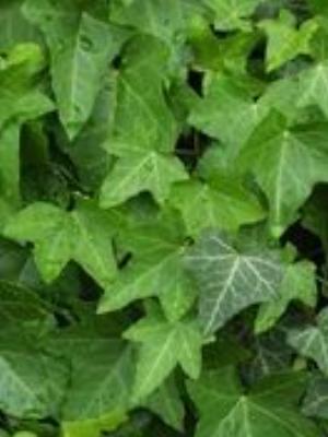 0005amaze.jpg Babies