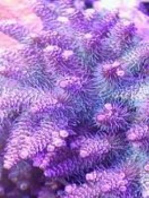 0030amaze.jpg Babies