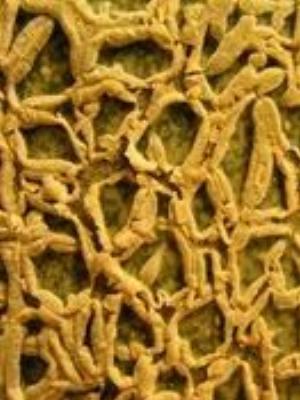 0031amaze.jpg Babies