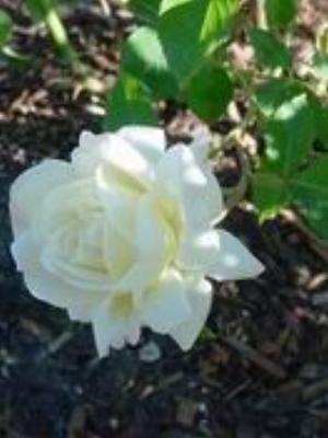 0002Flowers.jpg Flowers