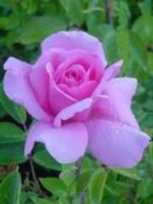 0005Flowers.jpg Flowers