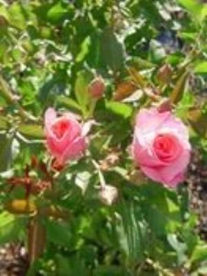 0007Flowers.jpg Flowers