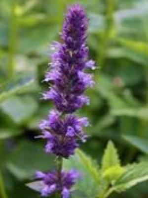 0012Flowers.jpg Flowers