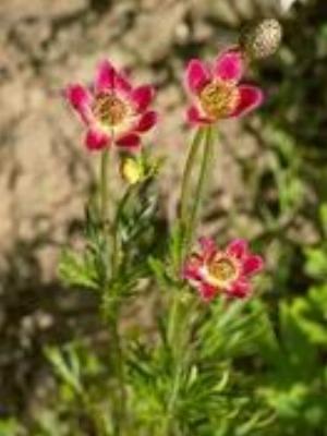 0014Flowers.jpg Flowers