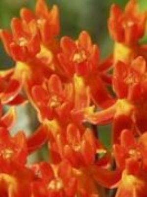 0016Flowers.jpg Flowers