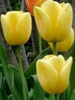 0019Flowers.jpg Flowers