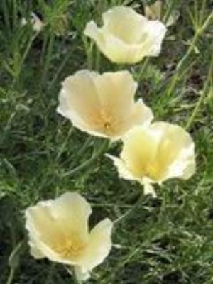 0020Flowers.jpg Flowers