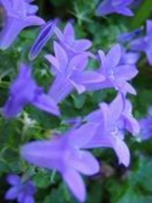 0022Flowers.jpg Flowers