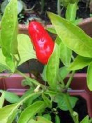 0023Flowers.jpg Flowers