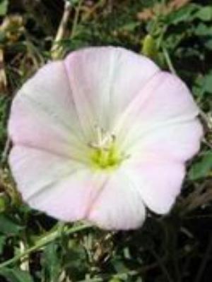 0029Flowers.jpg Flowers