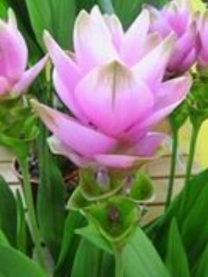 0031Flowers.jpg Flowers