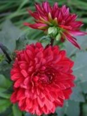 0032Flowers.jpg Flowers