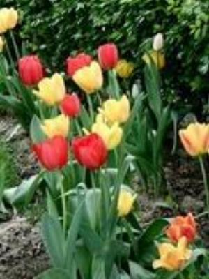 0033Flowers.jpg Flowers