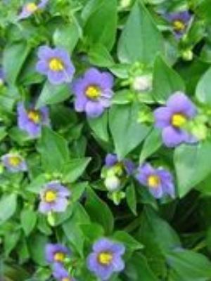 0036Flowers.jpg Flowers