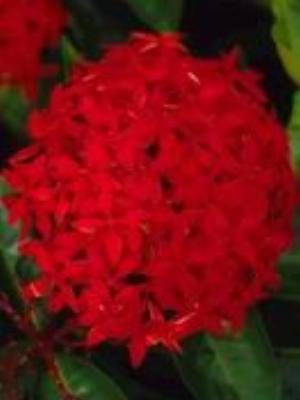 0037Flowers.jpg Flowers