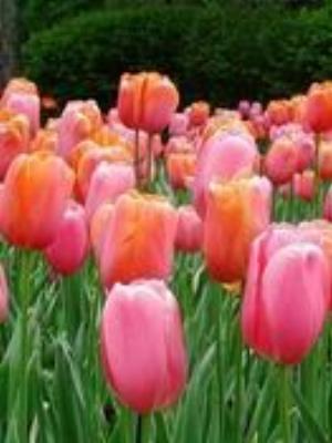 0038Flowers.jpg Flowers