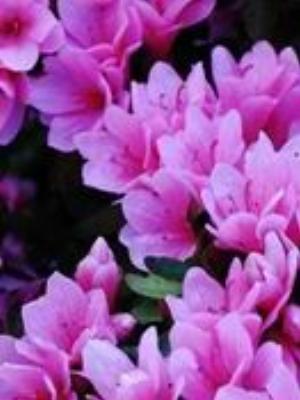 0039Flowers.jpg Flowers