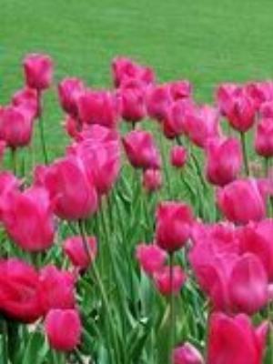 0040Flowers.jpg Flowers