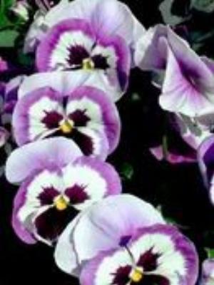 0041Flowers.jpg Flowers