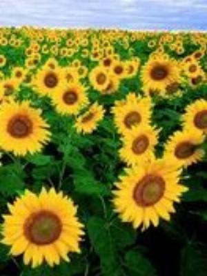 0042Flowers.jpg Flowers