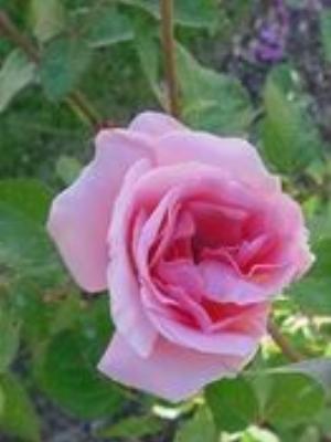 0043Flowers.jpg Flowers