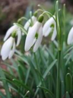 0044Flowers.jpg Flowers