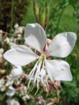 0045Flowers.jpg Flowers