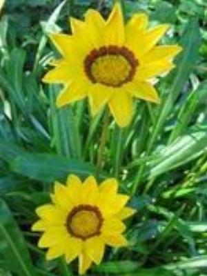 0046Flowers.jpg Flowers