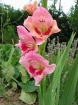 0048Flowers.jpg Flowers