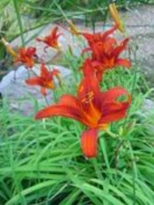 0049Flowers.jpg Flowers