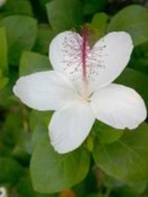 0052Flowers.jpg Flowers