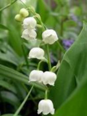 0054Flowers.jpg Flowers