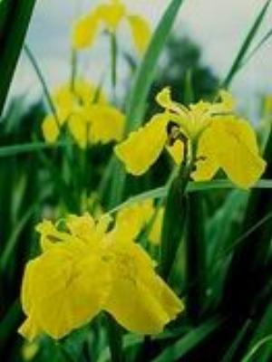 0056Flowers.jpg Flowers