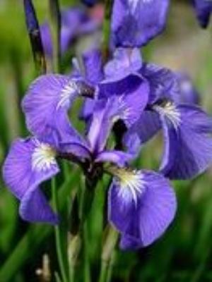 0057Flowers.jpg Flowers