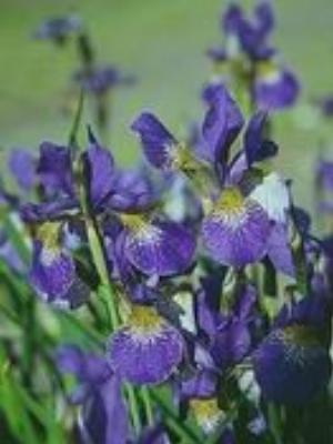 0058Flowers.jpg Flowers