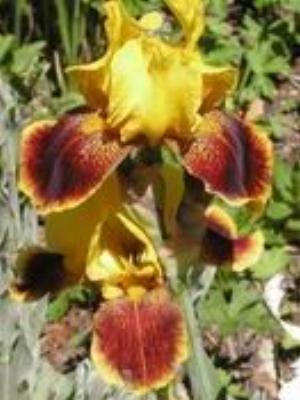 0059Flowers.jpg Flowers