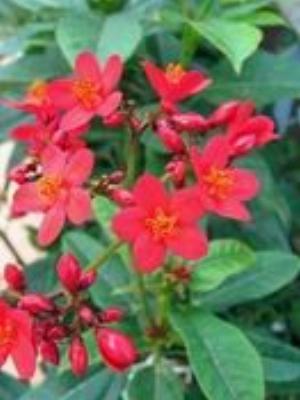 0060Flowers.jpg Flowers