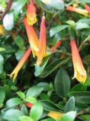 0061Flowers.jpg Flowers