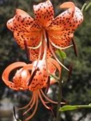 0065Flowers.jpg Flowers