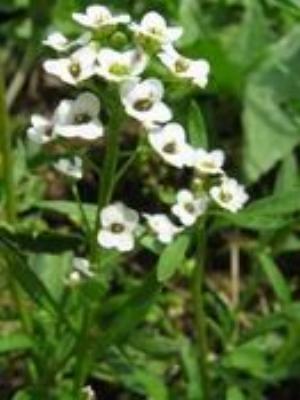 0067Flowers.jpg Flowers