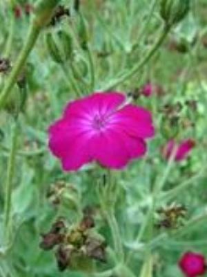 0068Flowers.jpg Flowers