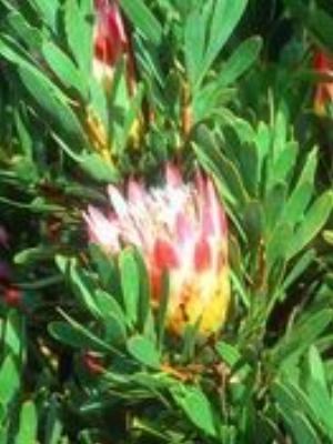 0069Flowers.jpg Flowers