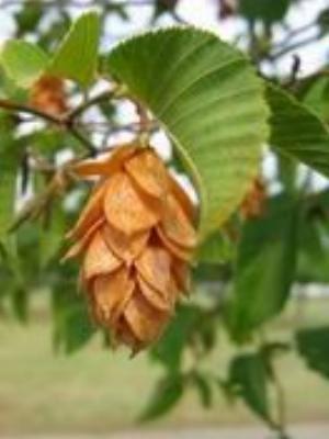 0072Flowers.jpg Flowers