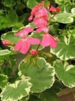 0073Flowers.jpg Flowers