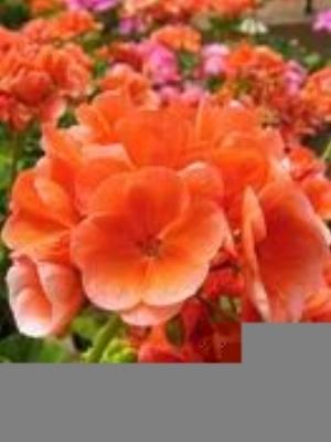 0074Flowers.jpg Flowers