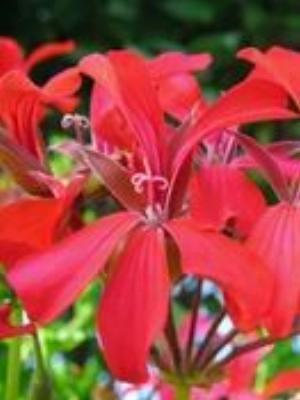 0075Flowers.jpg Flowers