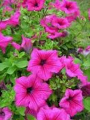 0077Flowers.jpg Flowers