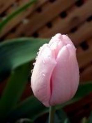 0078Flowers.jpg Flowers