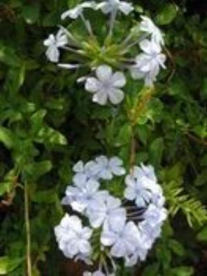 0079Flowers.jpg Flowers