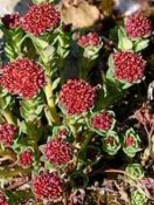 0082Flowers.jpg Flowers